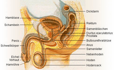 Die Urologie, Bild aus W I K I P E D I A